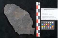 Foto (Objekt + Etikett) von Ulmophylon latifolium Ettingshausen (NHMW-GEO-2024-0188-10240)